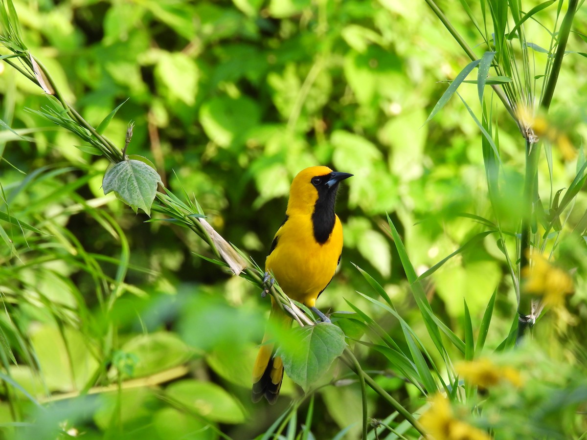 Yellow-tailed Oriole - ML613957873
