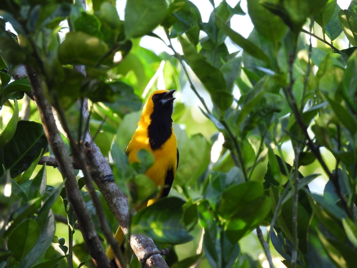 Yellow-tailed Oriole - ML613957875