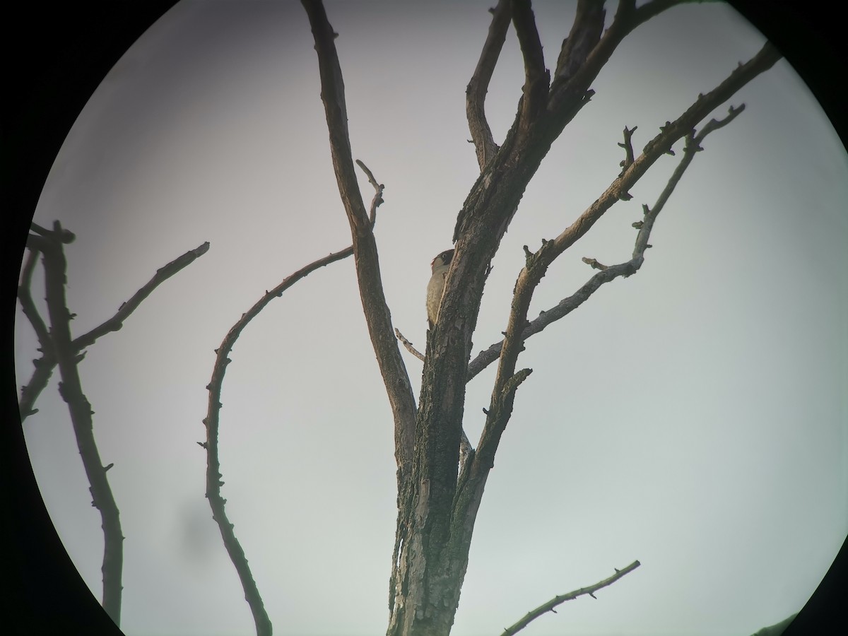 Eurasian Green Woodpecker - ML613958108