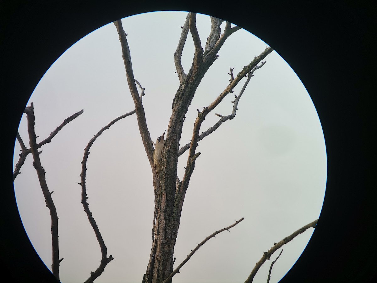 Eurasian Green Woodpecker - ML613958109