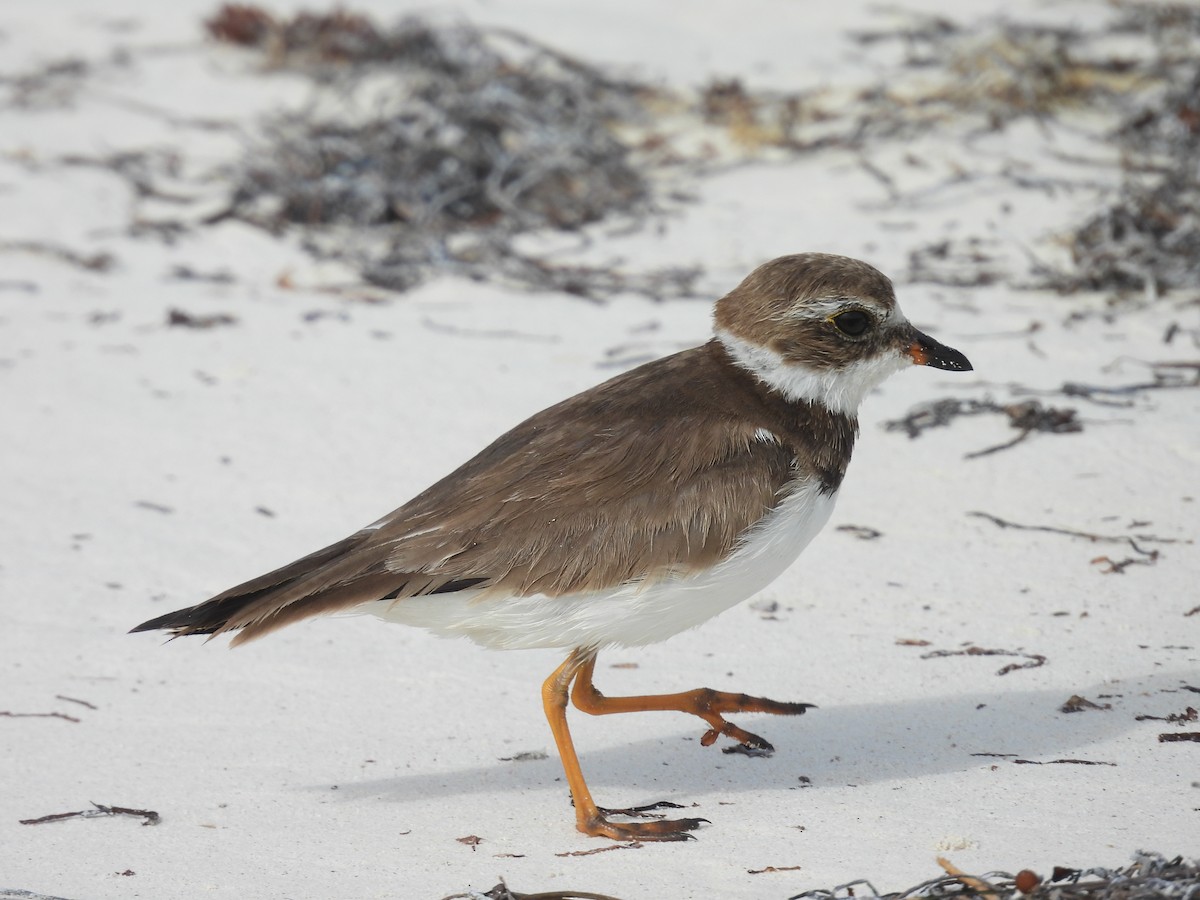 Semipalmated Plover - ML613958245