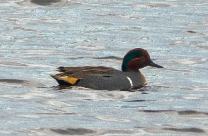 Ebird Checklist Jan St Marks Nwr Headquarters Pond