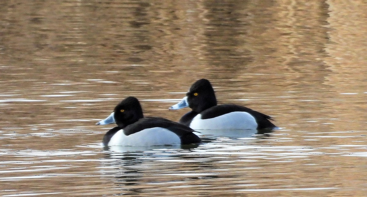 Ring-necked Duck - ML613958328
