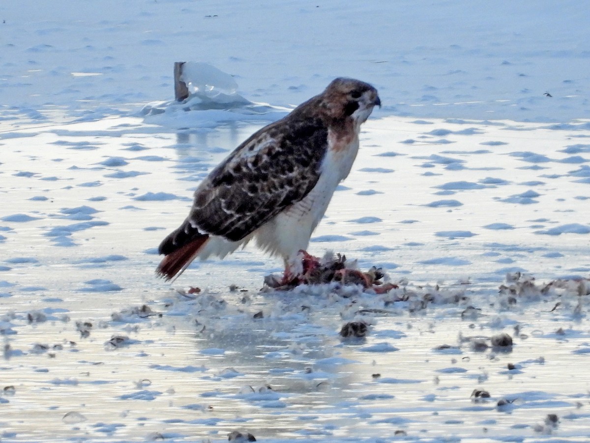 Red-tailed Hawk - ML613958365