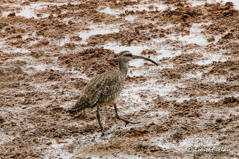 Whimbrel - Louise Auclair