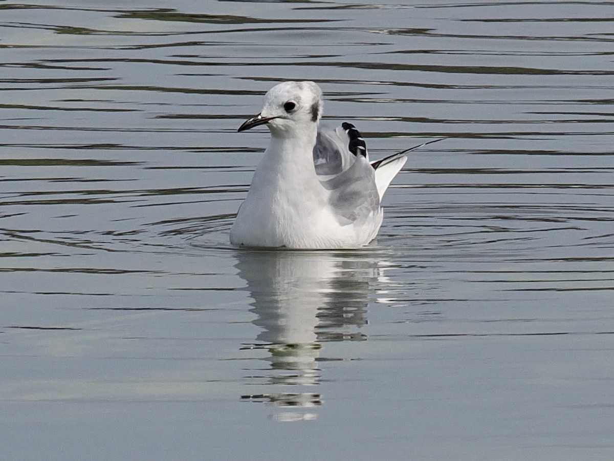 eBird Checklist 24 Jan 2024 Cocoa Landfill 37 species (+1 other taxa)