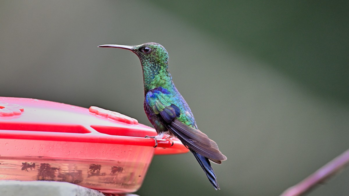 kolibřík nymfový - ML613958694
