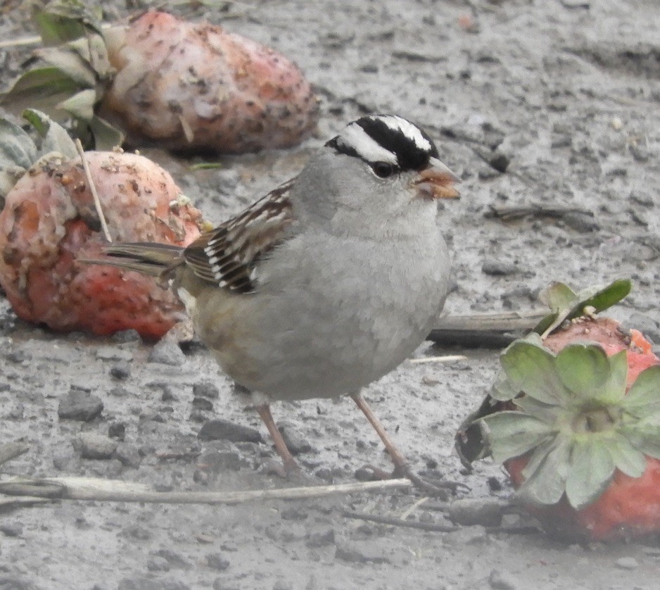 White-crowned Sparrow (Dark-lored) - ML613958808