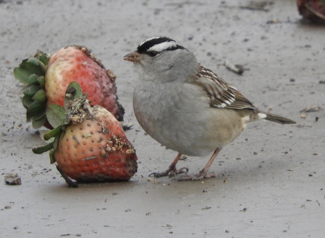 White-crowned Sparrow (Dark-lored) - ML613958809