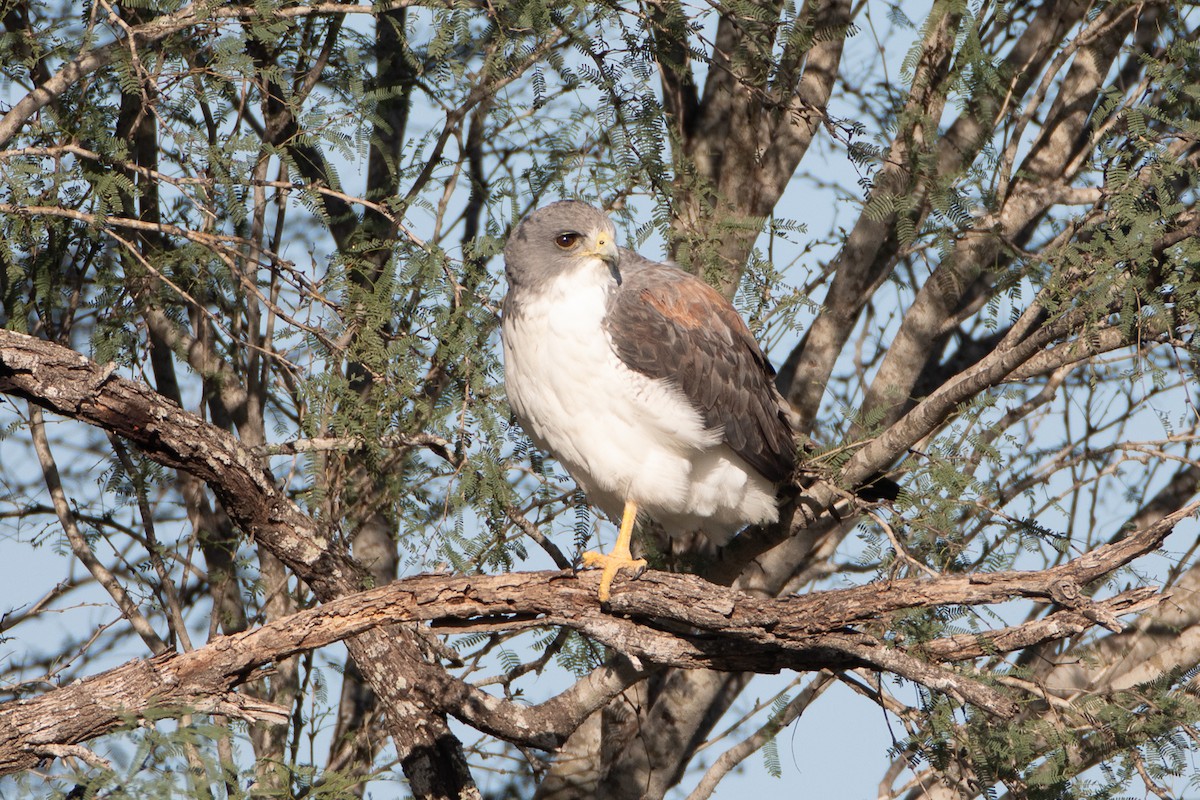 White-tailed Hawk - ML613959146