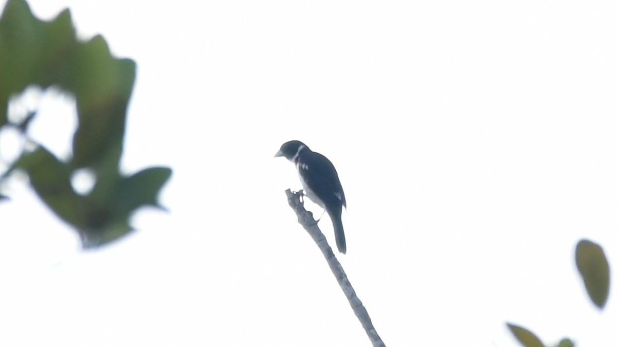 White-naped Seedeater - ML613959177