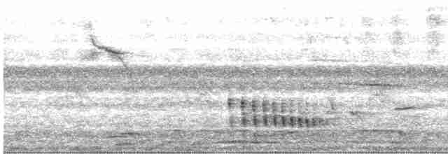 Graurücken-Dickichtschlüpfer - ML613959211
