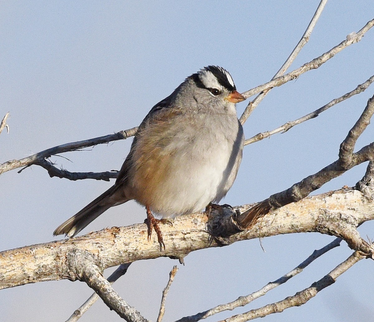 White-crowned Sparrow (Gambel's) - ML613959255