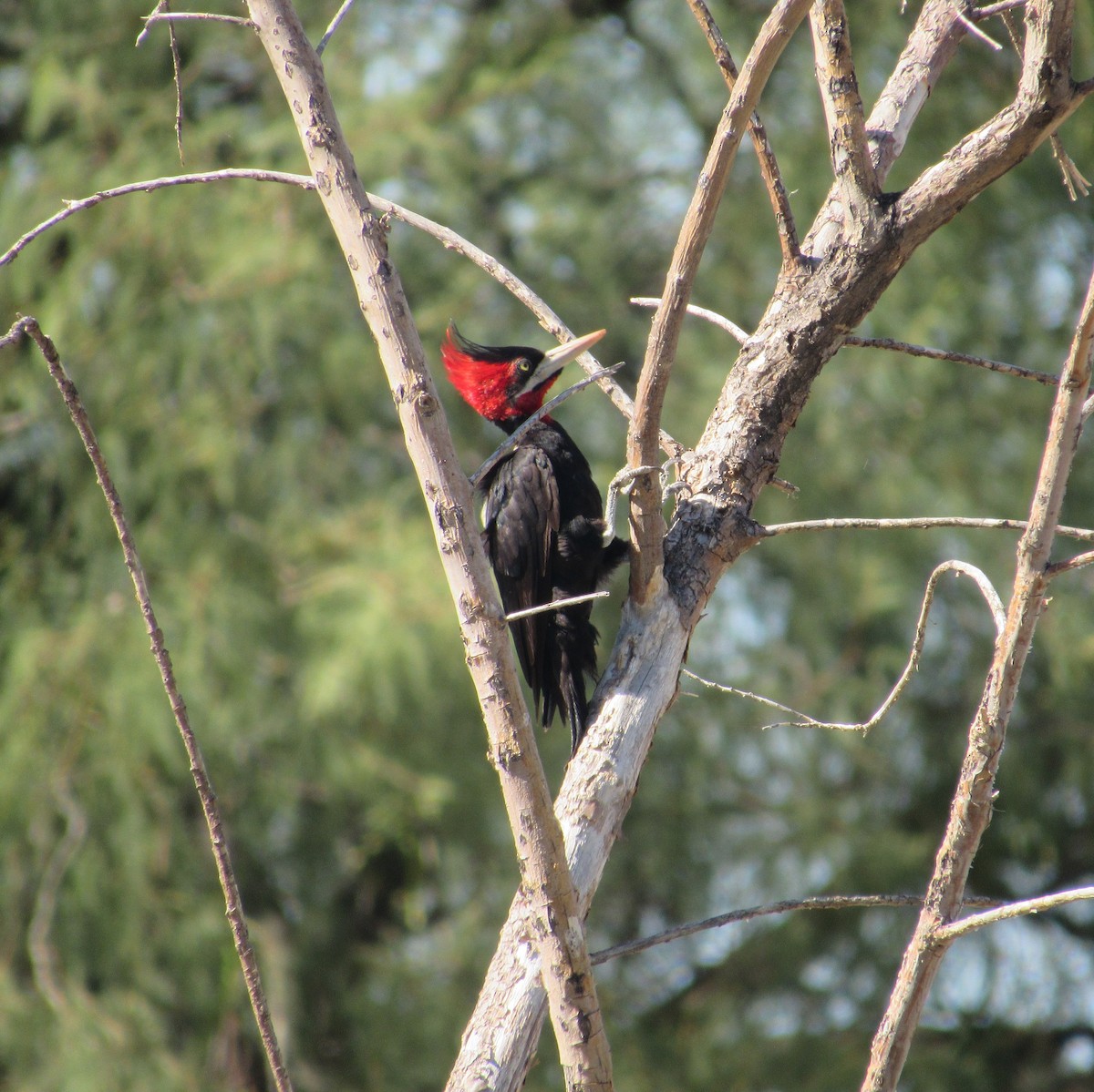 Cream-backed Woodpecker - ML613959512