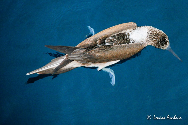 Blue-footed Booby - ML61395961