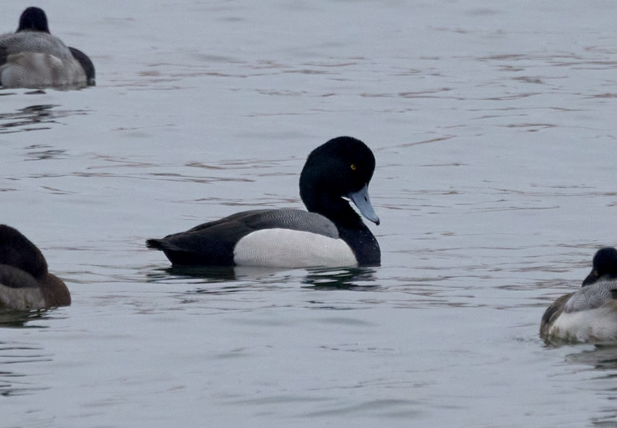 Greater Scaup - ML613959808