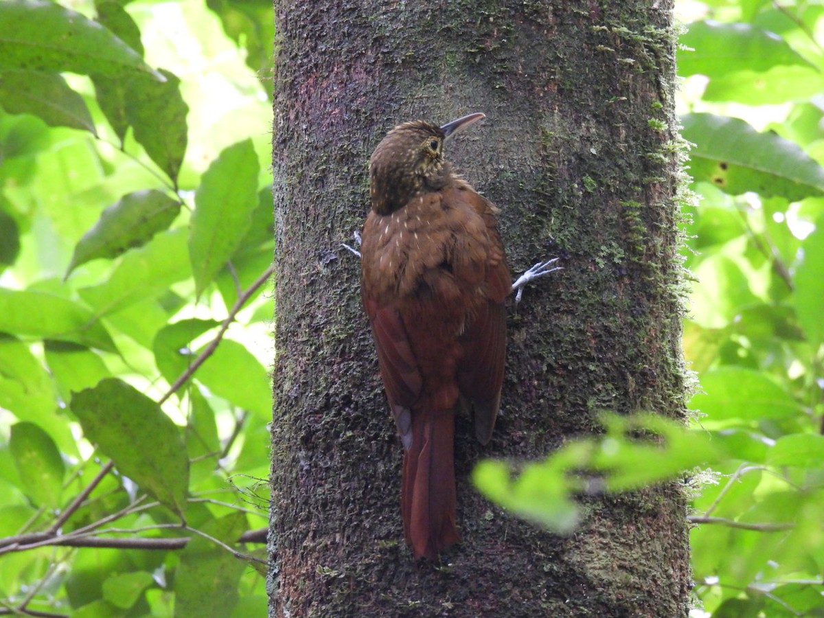 Spotted Woodcreeper - ML613959866