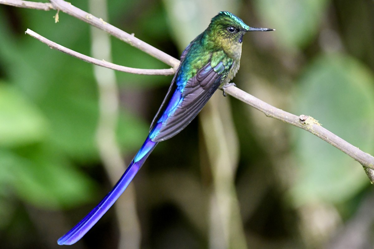 Violet-tailed Sylph - ML613959886