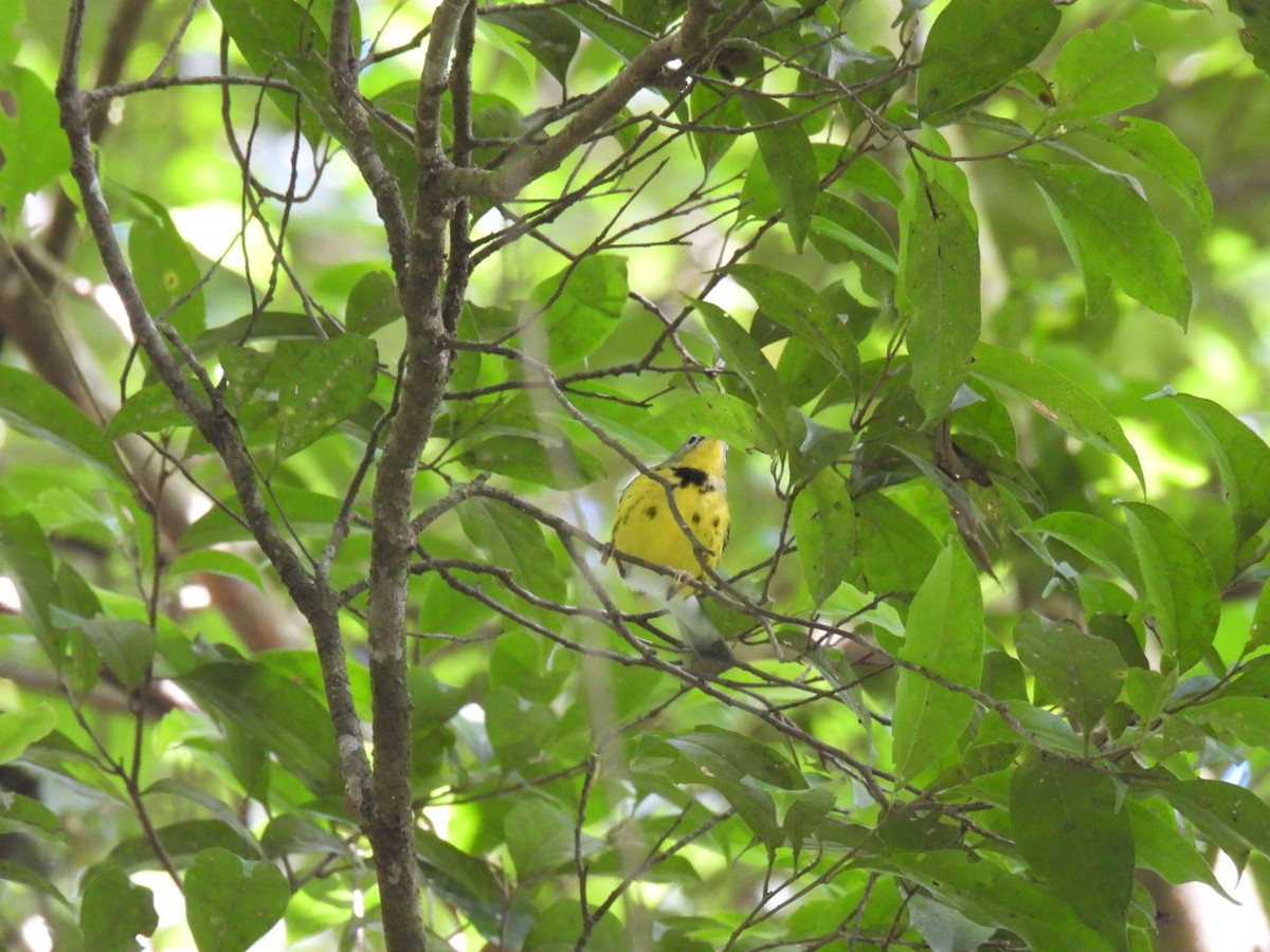 Magnolia Warbler - ML613959895