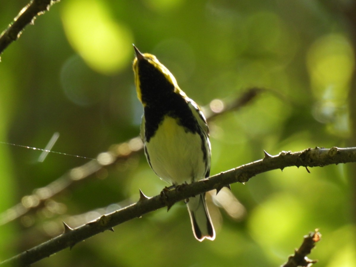 Black-throated Green Warbler - ML613959901