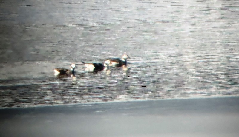 Long-tailed Duck - ML613960068