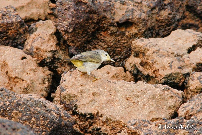 Yellow Warbler - ML61396011