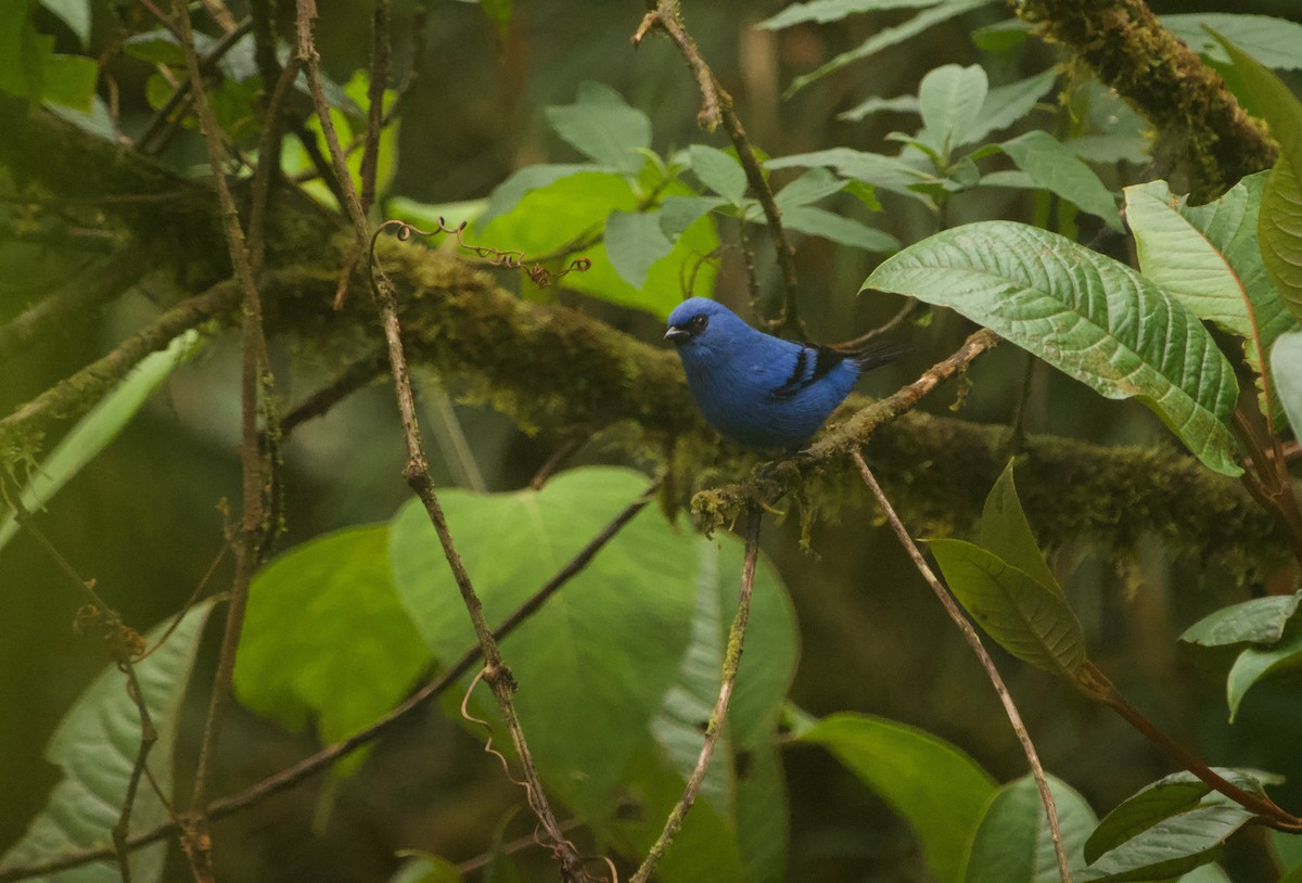 Blue-and-black Tanager (Blue-and-black) - Gautam Apte
