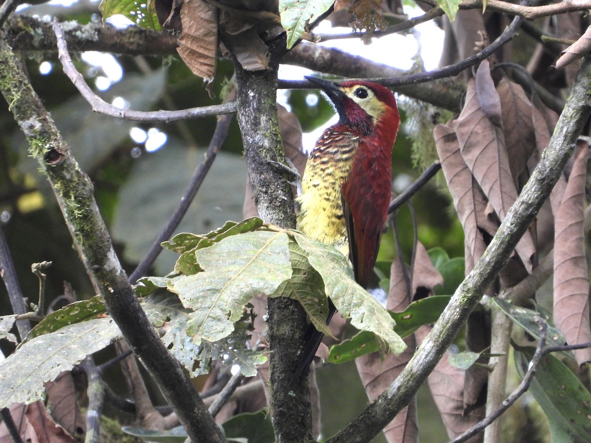 Crimson-mantled Woodpecker - ML613960210