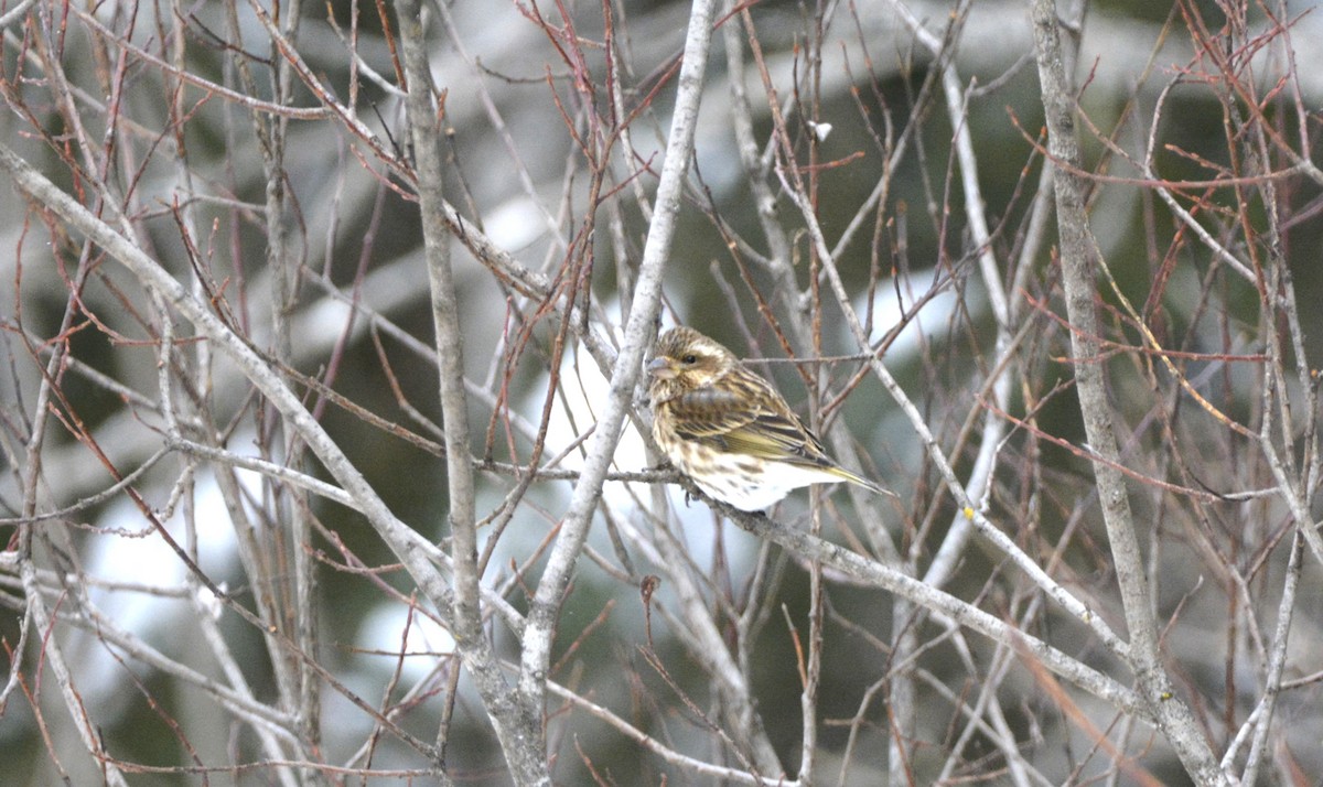 eBird Checklist - 21 Jan 2024 - 100-210 Montée du Lac Gravel, Mont ...