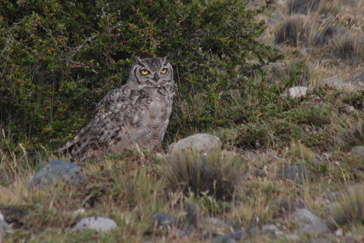 Lesser Horned Owl - ML613960464