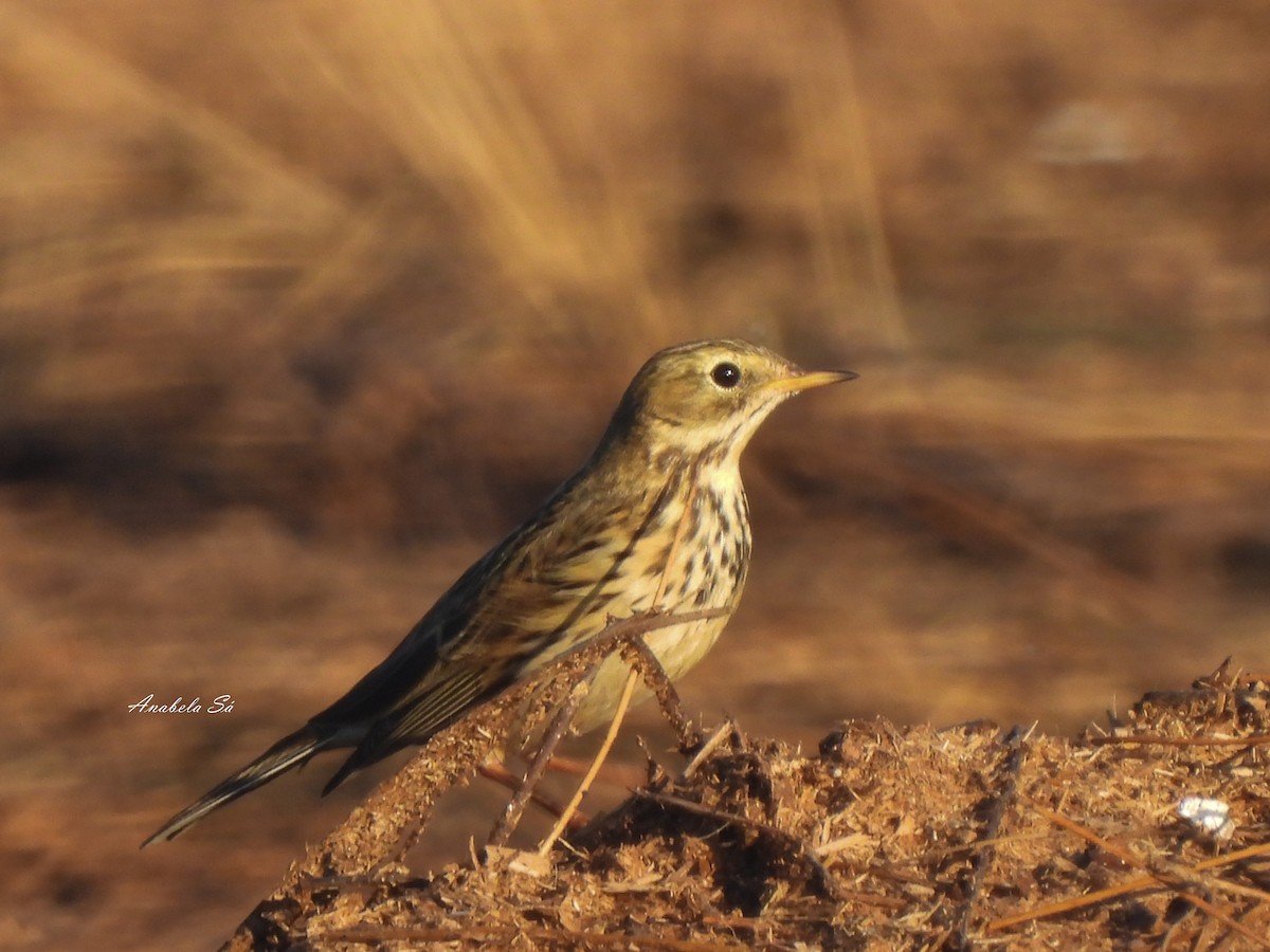 Meadow Pipit - ML613960496