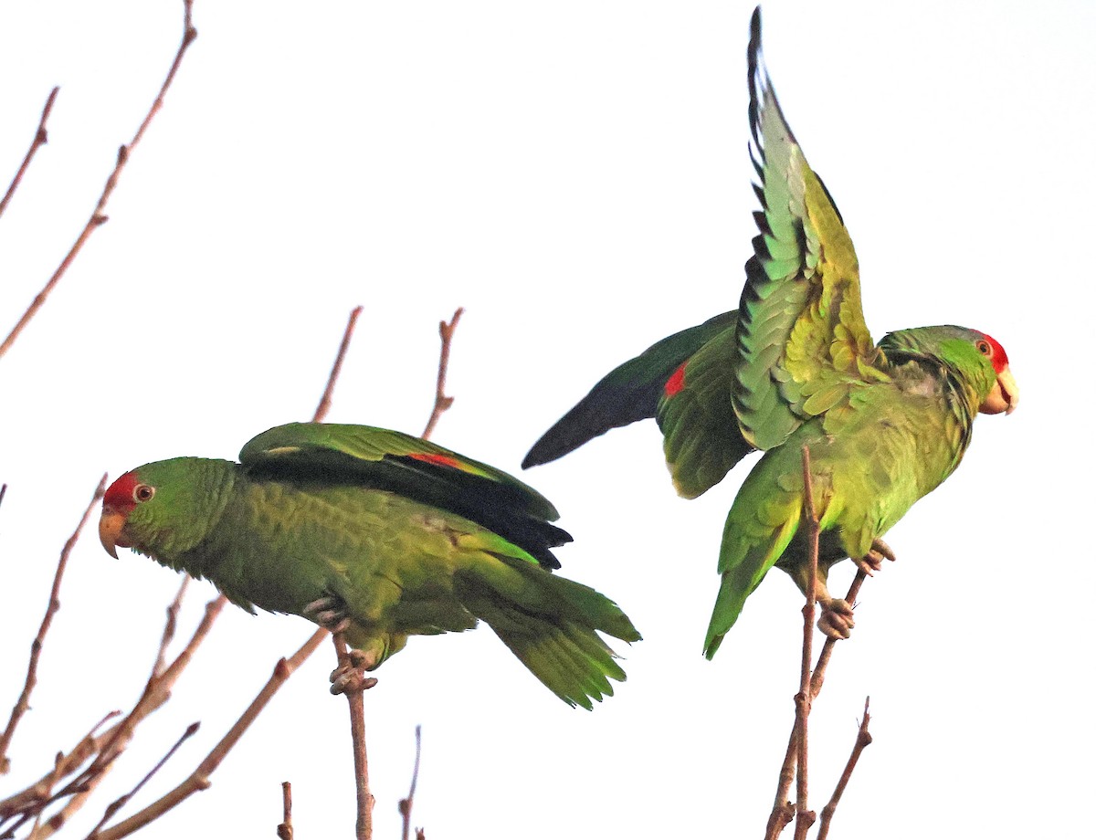 Red-crowned Parrot - Alan Schmierer