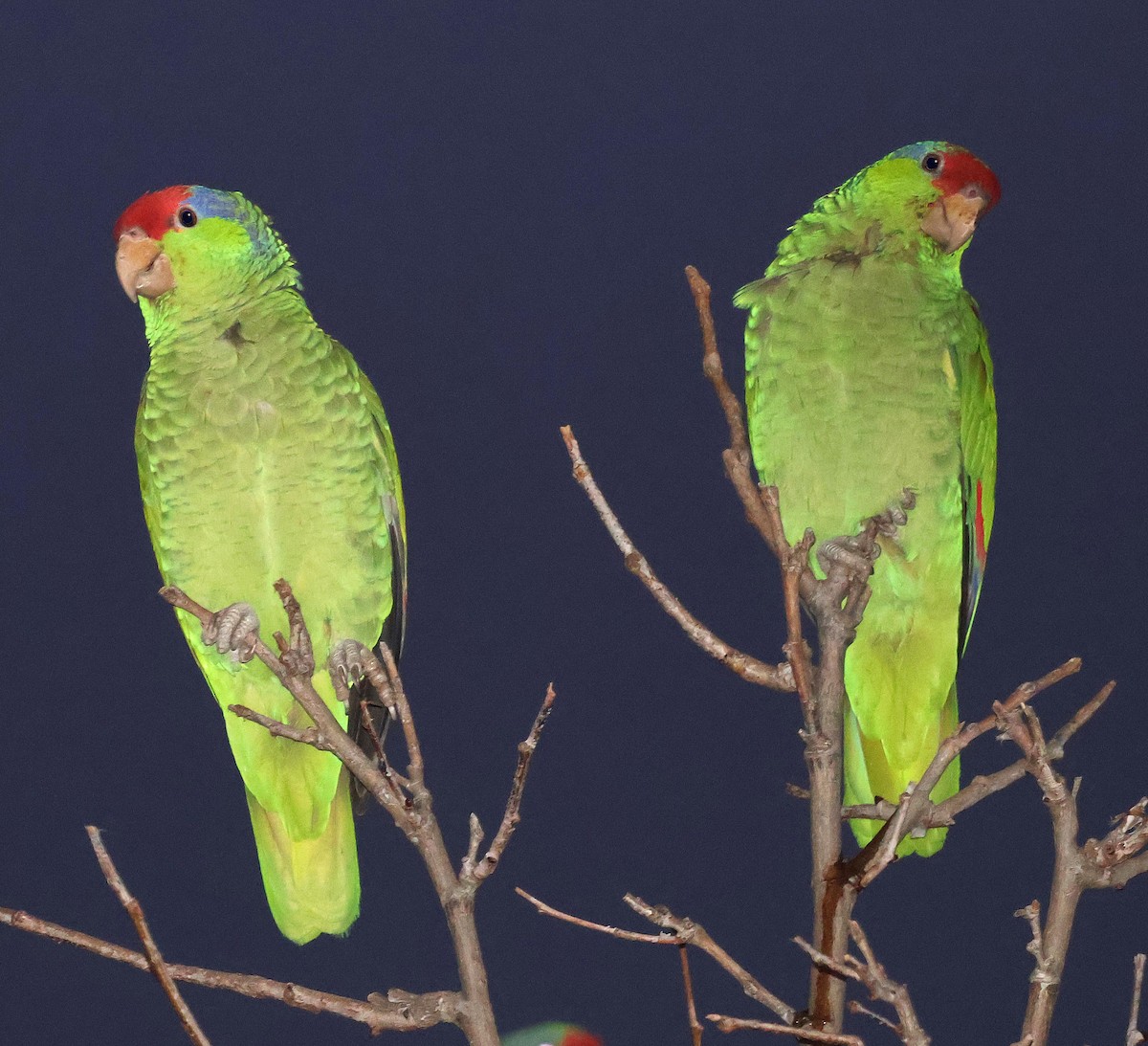 Red-crowned Parrot - ML613960618