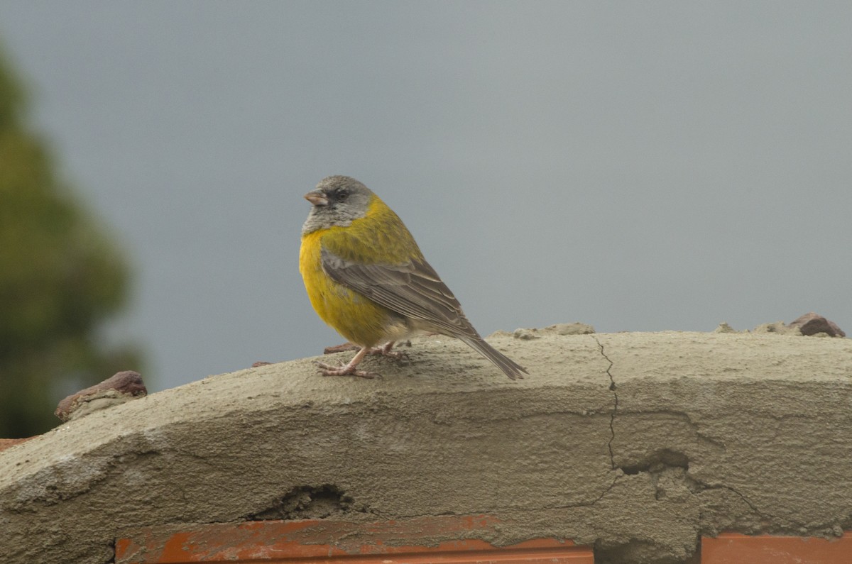 Peruvian Sierra Finch - Maiara Vissoto