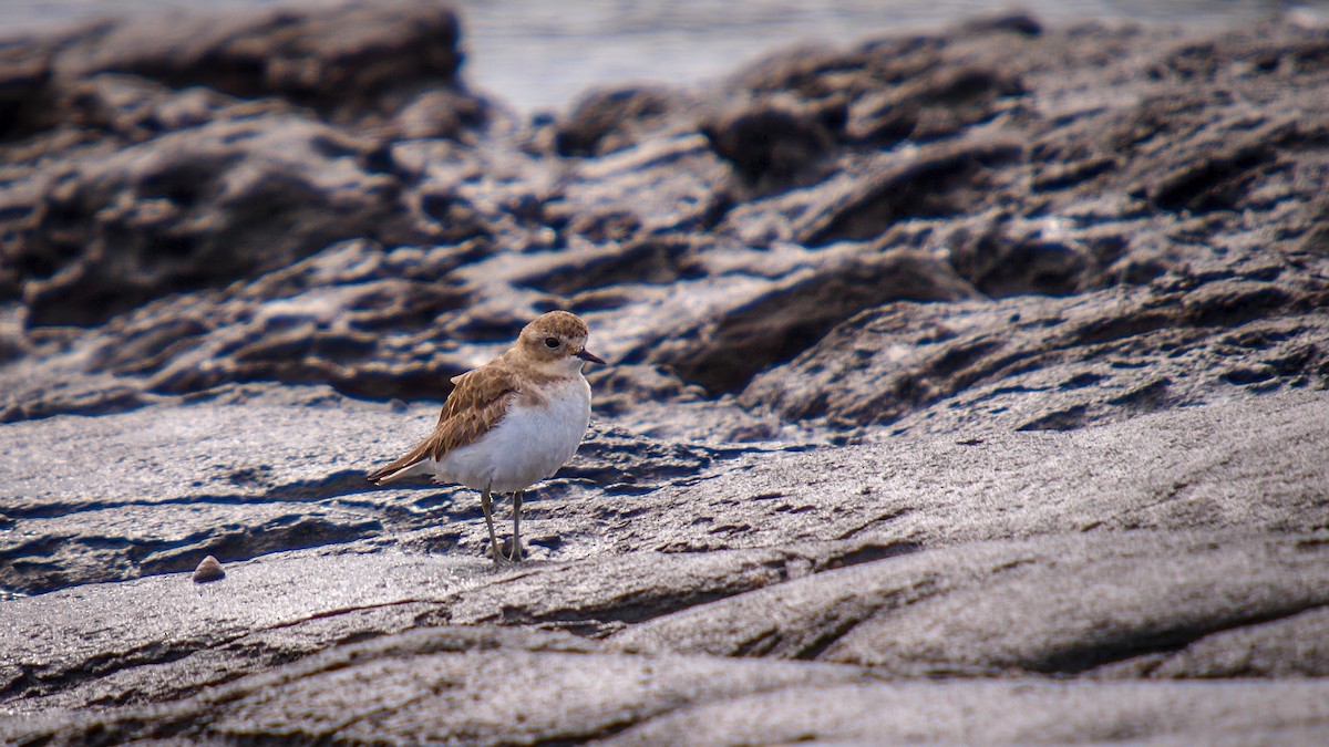 Double-banded Plover - ML613960764