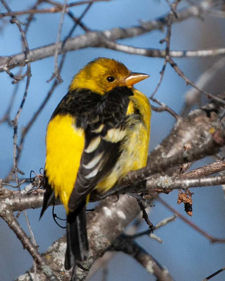 Western Tanager - ML613960889