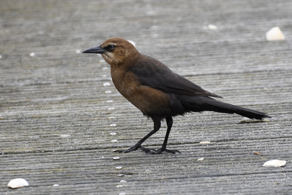 Boat-tailed Grackle - ML613961447