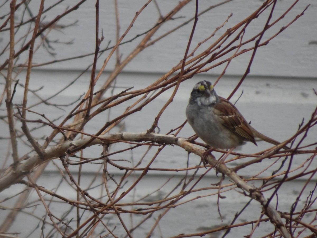 White-throated Sparrow - ML613961493