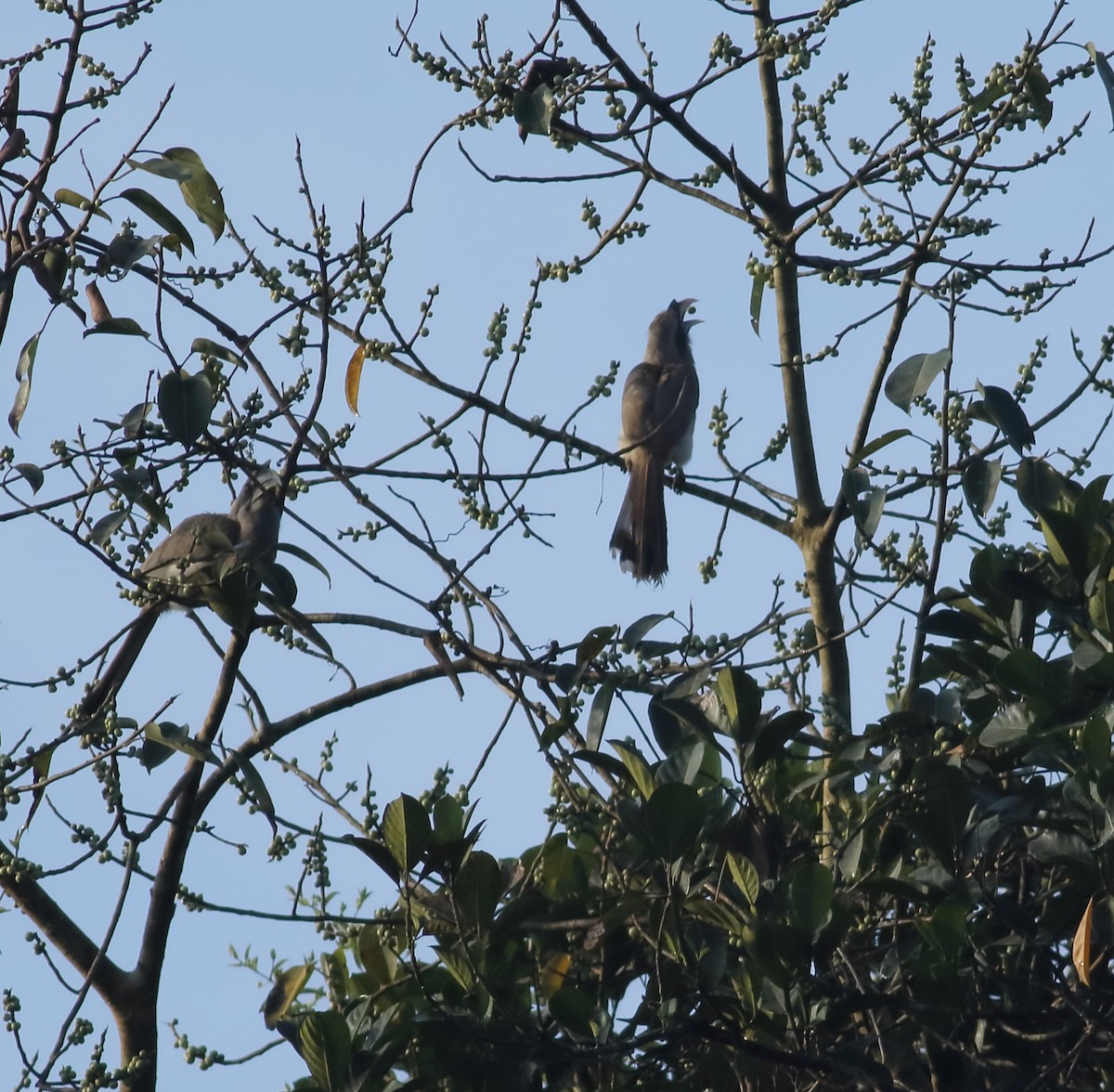 Indian Gray Hornbill - ML613961688