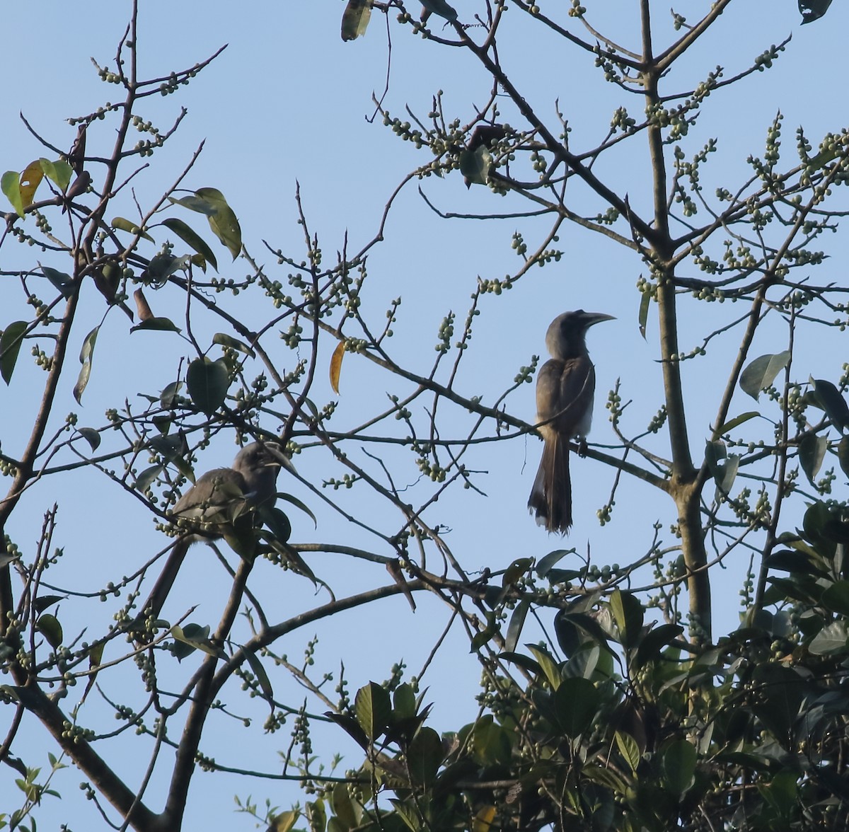 Indian Gray Hornbill - ML613961695