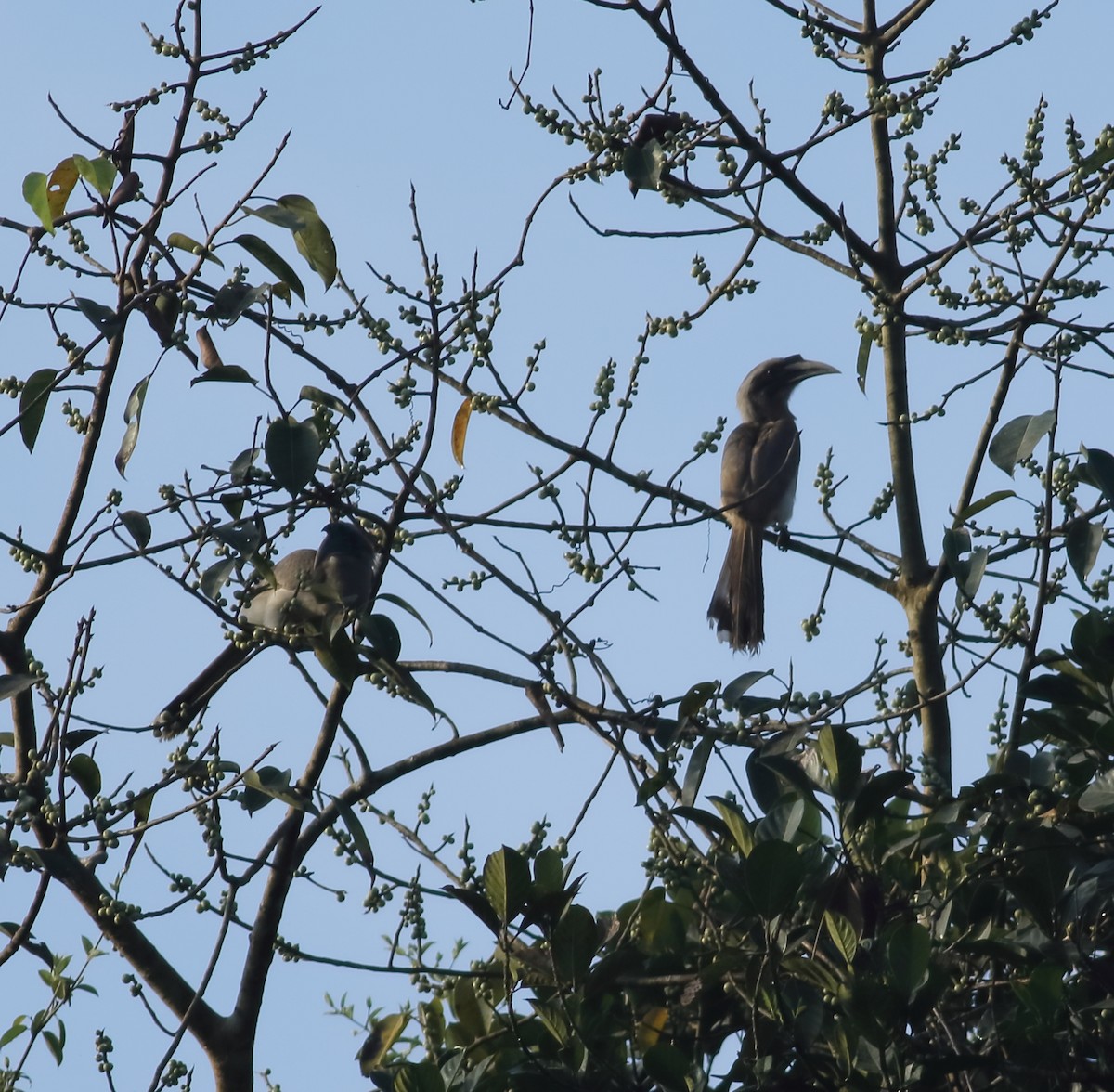 Indian Gray Hornbill - ML613961698