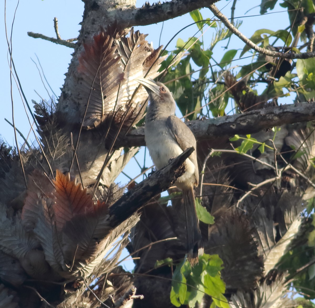 Indian Gray Hornbill - ML613961703