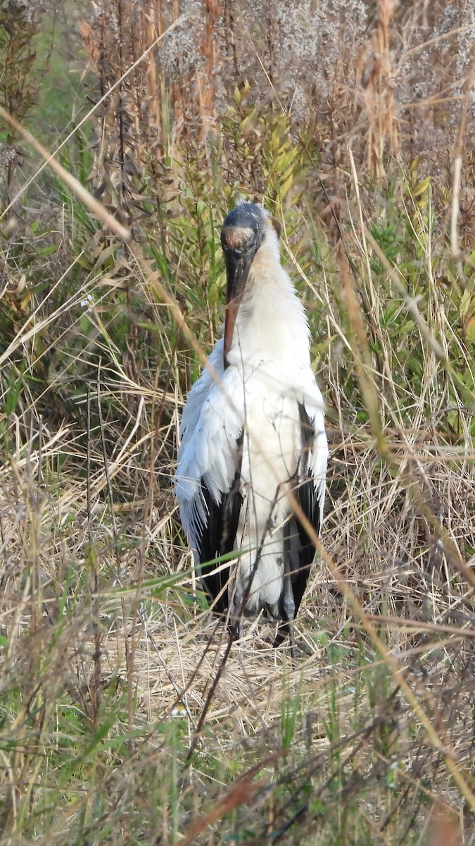 Ebird Checklist Jan Sweetwater Wetlands Park Species