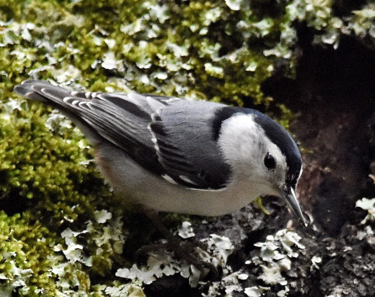 White-breasted Nuthatch - ML613962156