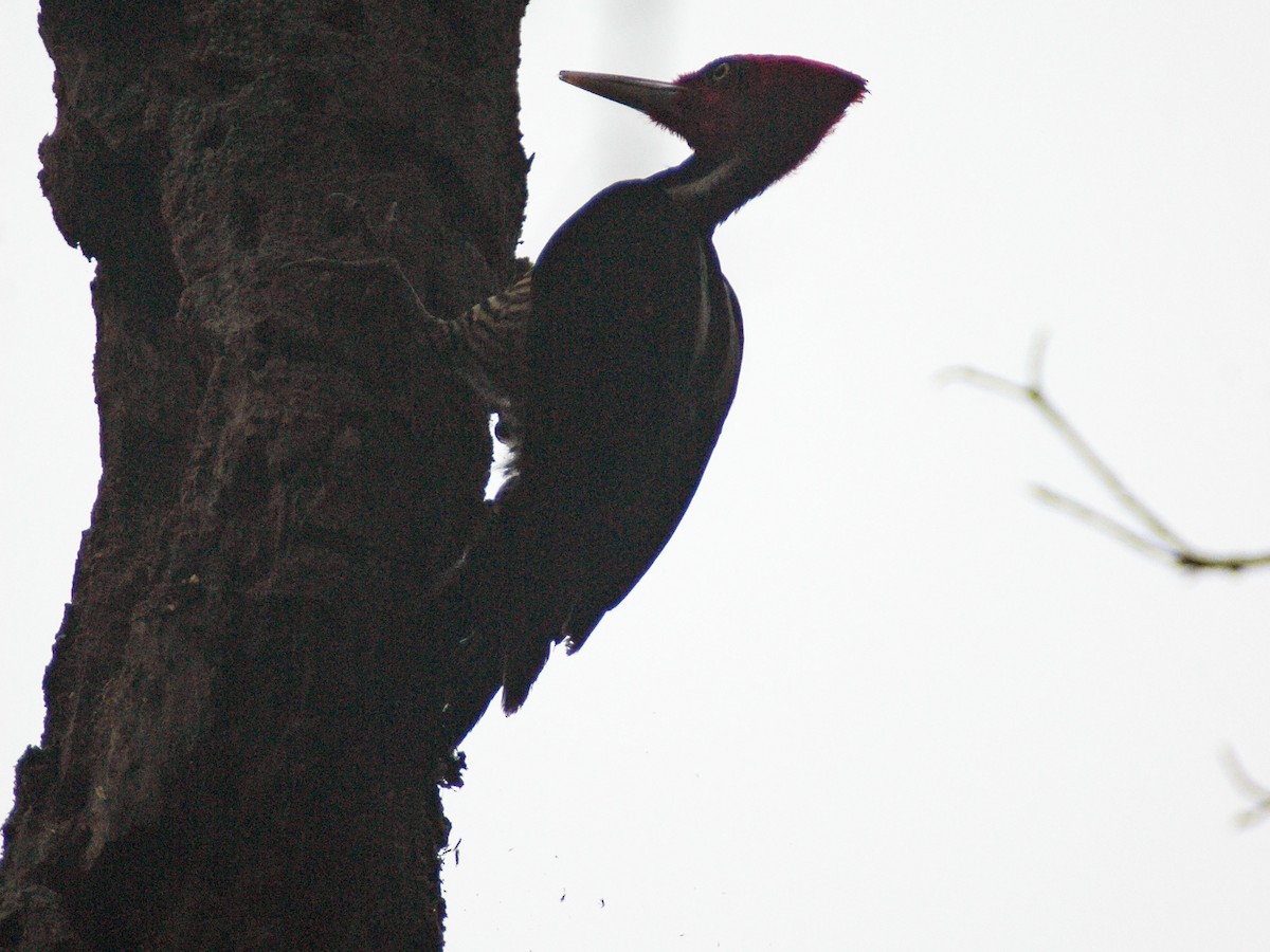 Pale-billed Woodpecker - ML613962267