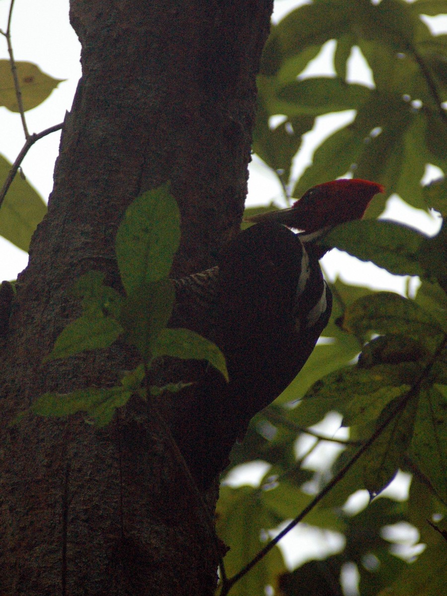 Pale-billed Woodpecker - ML613962268