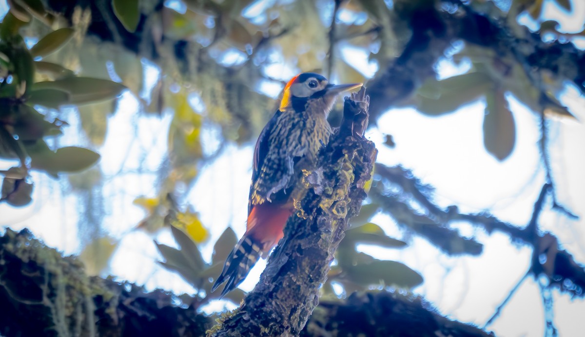 Darjeeling Woodpecker - ML613962339