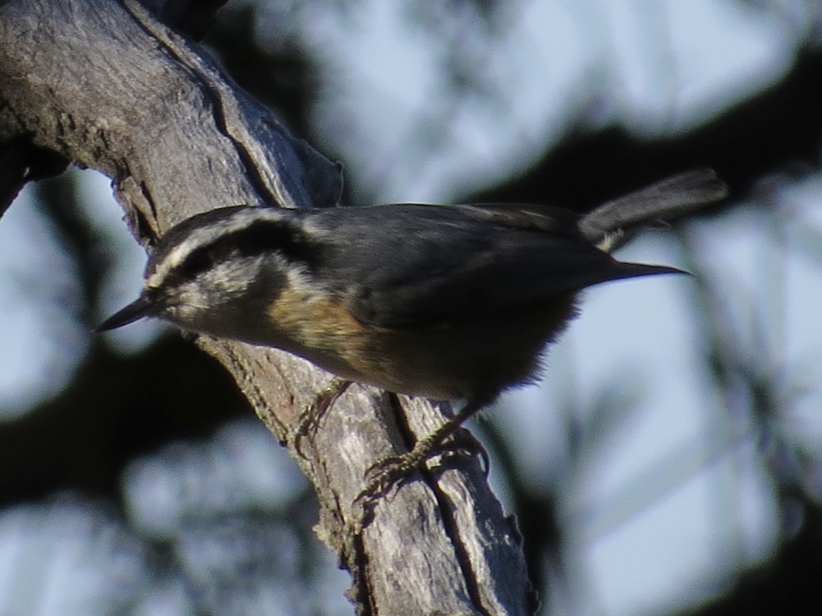Red-breasted Nuthatch - ML613962567