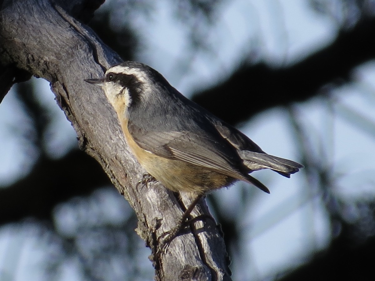 Red-breasted Nuthatch - Tim Carney