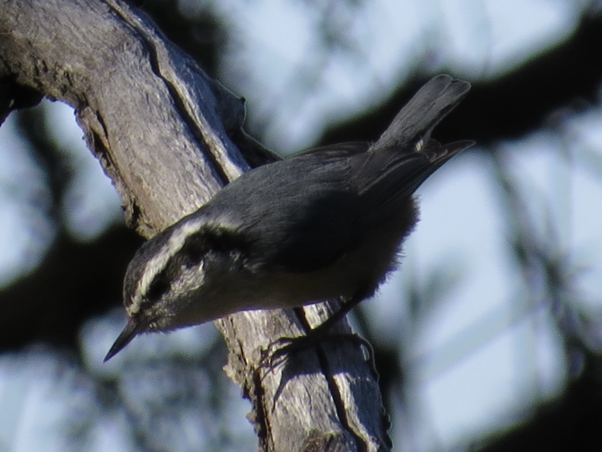 Red-breasted Nuthatch - ML613962569